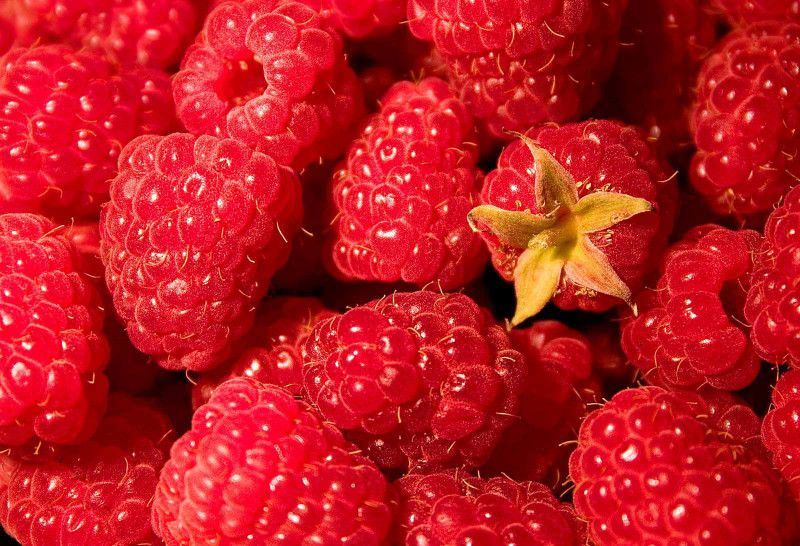 Paudha Raspberry fruit Seed  (11 per packet)