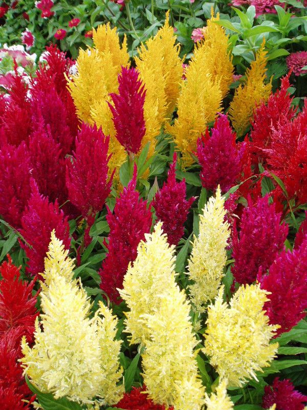 Mozette Celosia Seed  (55 per packet)