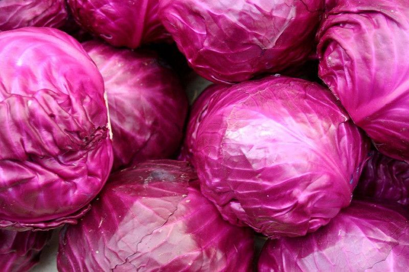 Mozette Red cabbage Seed  (28 per packet)