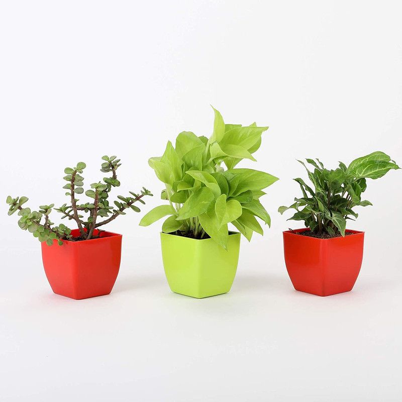 LivePlant Money Plant  (Hybrid, Pack of 3)