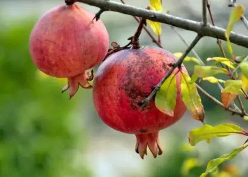 Chalisa Pomegranate, Anaar Seed  (90 per packet)