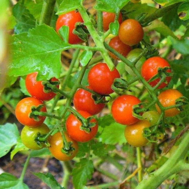 VibeX Cherry Tomato Seed  (1 per packet)