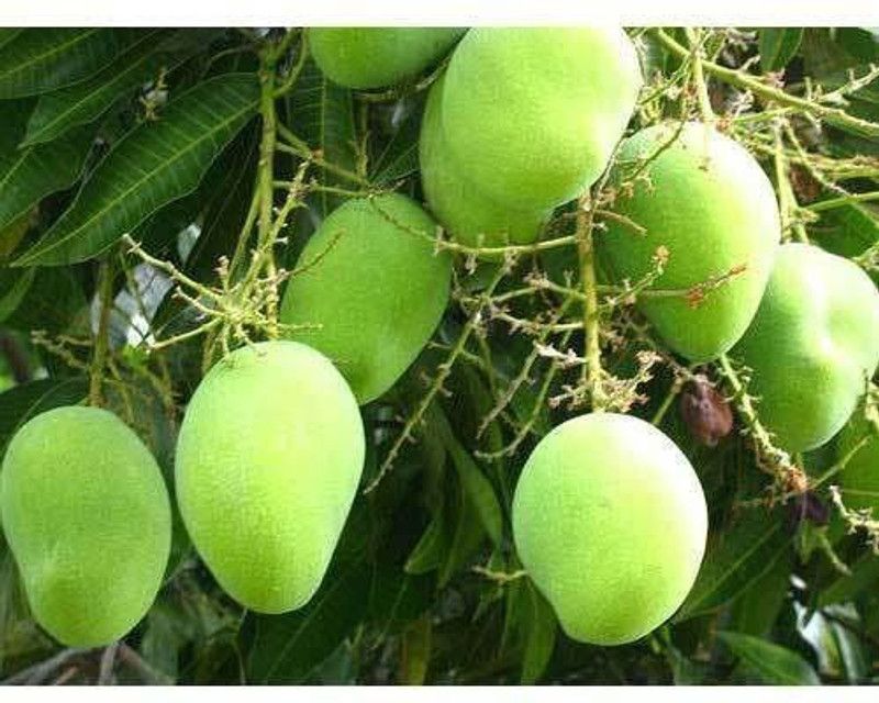 SAEEDIA Mango Plant  (Hybrid, Pack of 1)