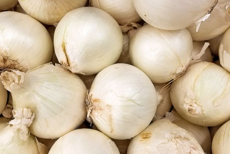 XOLDA Organic White Onion Plant Seed  (72 per packet)