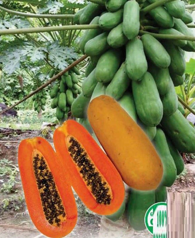 KLARKEE Papaya Fruit Seeds Seed  (500 per packet)