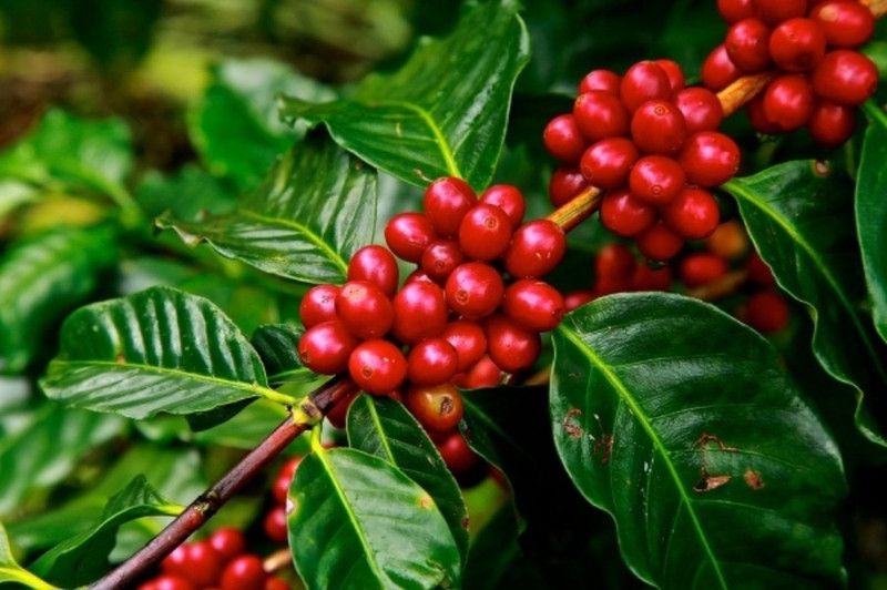 SHOP 360 GARDEN Fresh Coffea arabica / Coffee Seeds For Growing - Pack of 20 Seeds Seed  (20 per packet)
