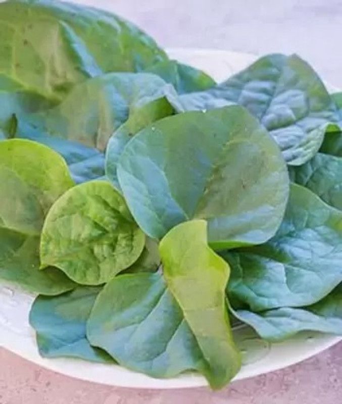 Aro Malabar Spinach, Malabar Seed  (160 per packet)