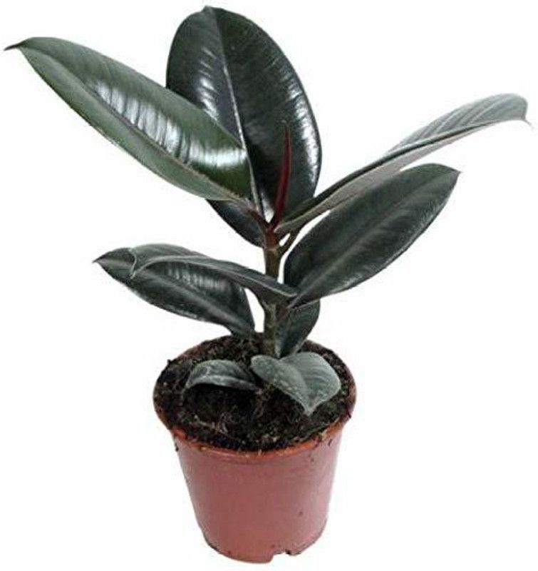 Dream mall Rubber Tree  (Hybrid, Pack of 1)