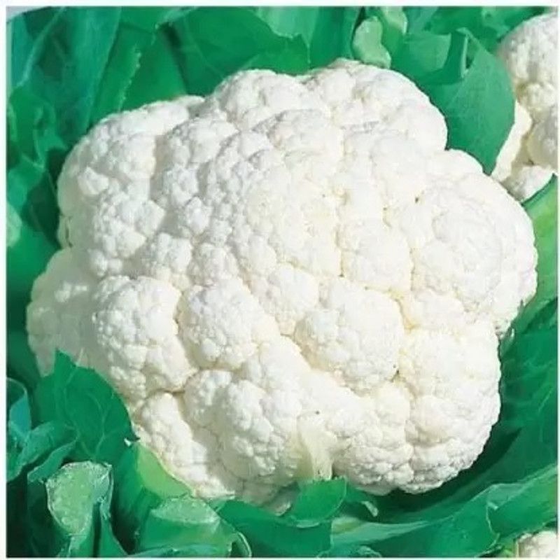 Aro Cauliflower, Gobi Seed  (200 per packet)