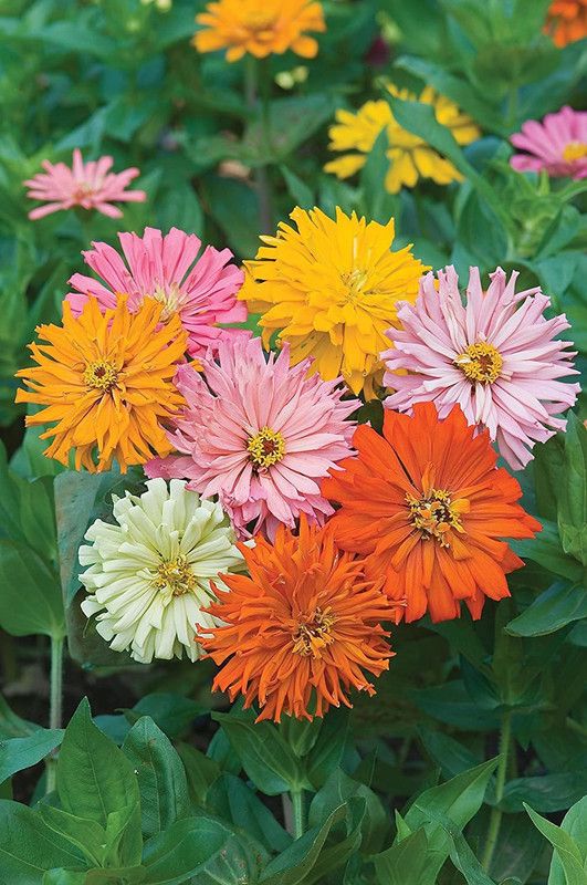 CYBEXIS Rare Cactus Flowered Mix Zinnia Seeds Seed  (1 g)