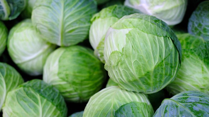Mozette Cabbage Vegetable Seed  (37 per packet)