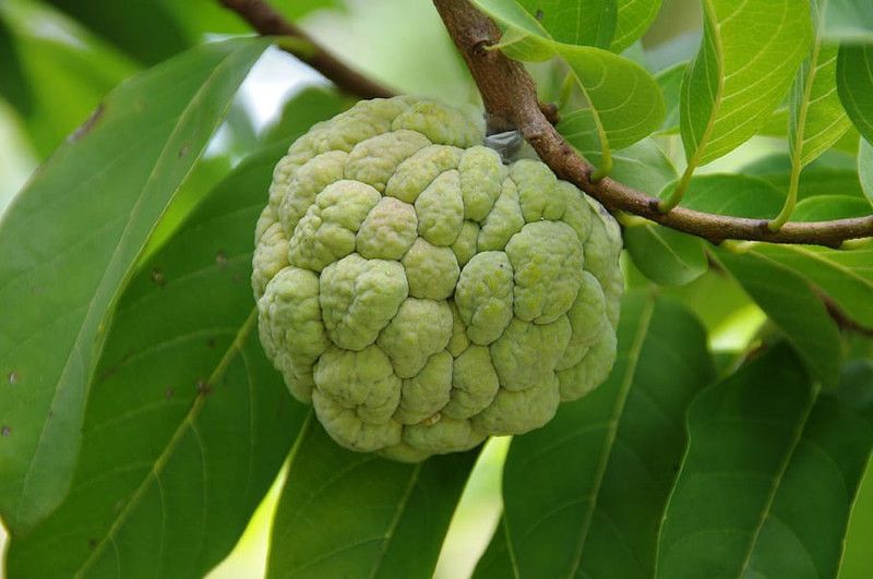 MAITRA AND SONS Annona Reticulata/Bullock's Heart Plant  (Hybrid, Pack of 1)