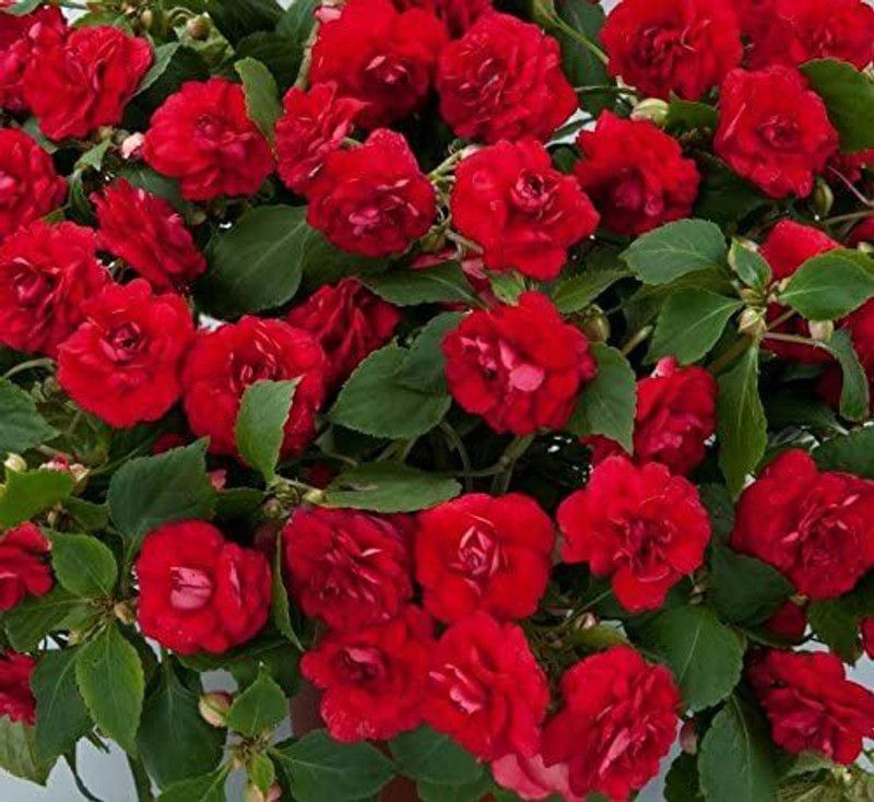 XOLDA Balsam rose Mix Flower Seed  (46 per packet)