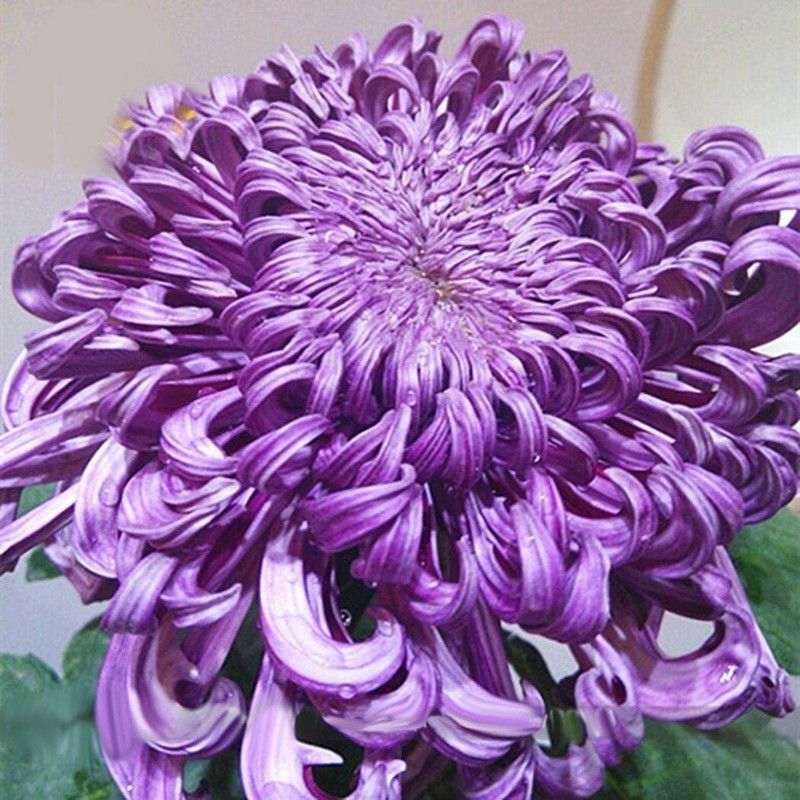 CYBEXIS Fragrant Blooms Chrysanthemum Seeds Seed  (25 per packet)