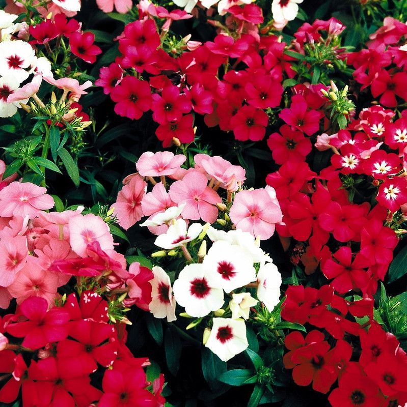 CYBEXIS Phlox drummondii Mix Seed  (1 g)