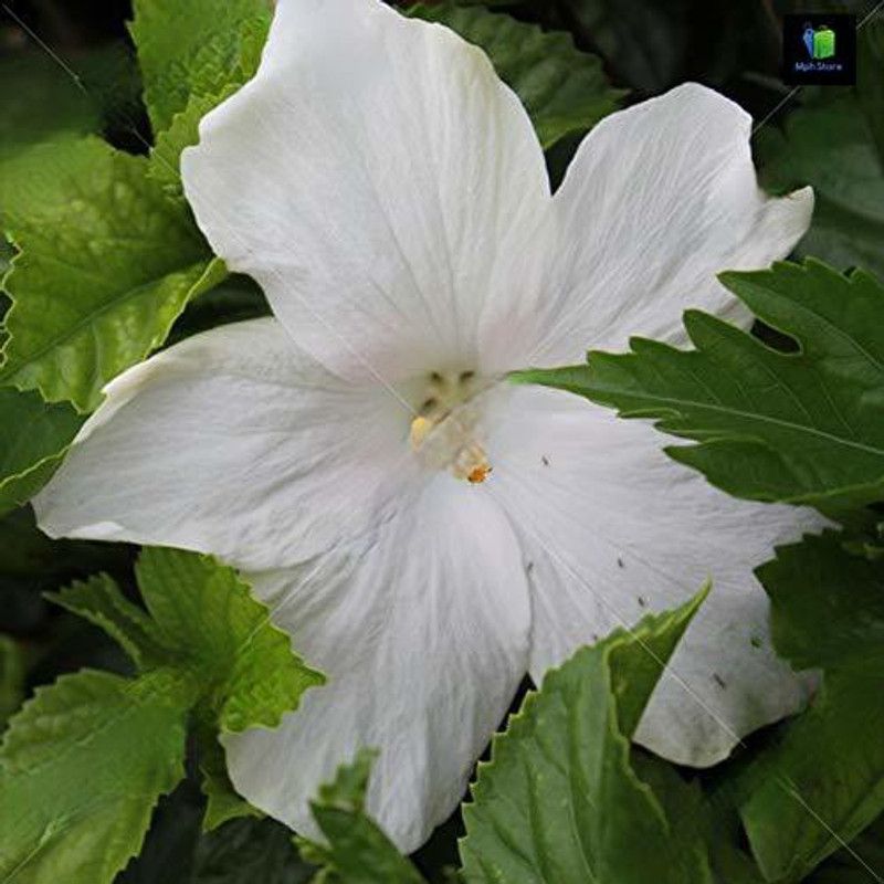 MHIMI Hibiscus Plant  (Hybrid, Pack of 1)