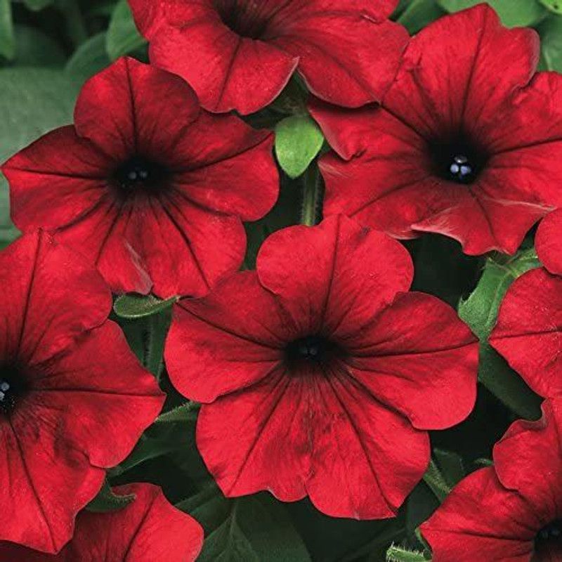 CYBEXIS Tidal Wave Red Velour Petunia Seeds Seed  (1 g)