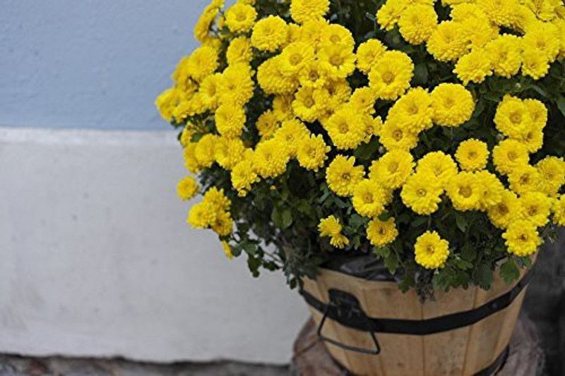 CYBEXIS Saamandi- Chrysanthemum Plant Seeds Seed  (25 per packet)