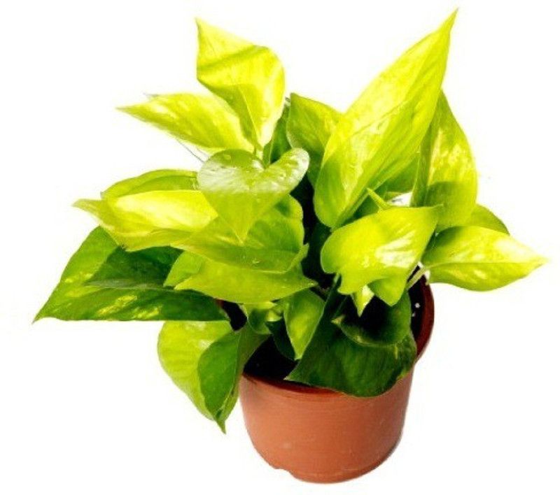 Timbactu Money Plant  (Pack of 1)