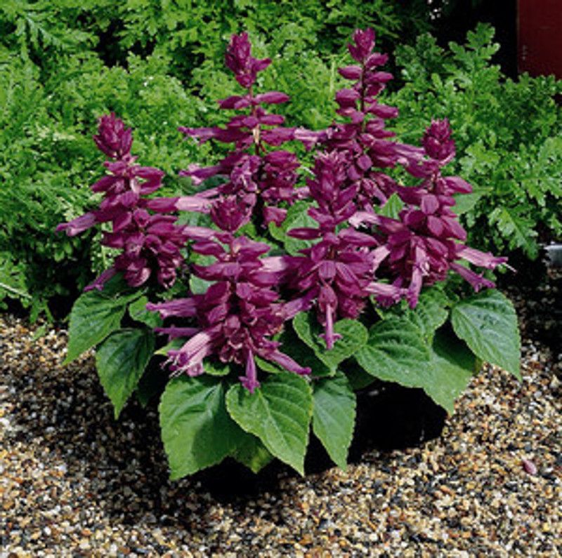 XOLDA Exotic salvia mix Seed  (21 per packet)
