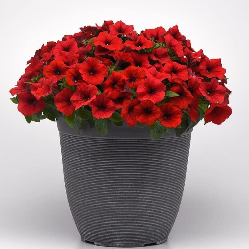 CYBEXIS Petunia Flower Seed Red Velour Blooms Seed  (50 per packet)