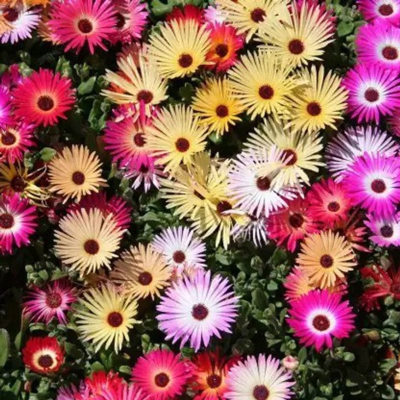 Aro Ice plant Seed  (20 per packet)
