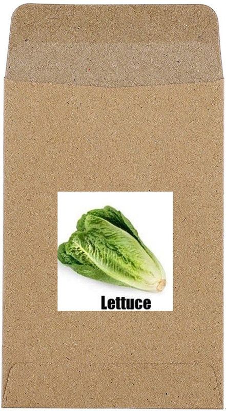 CYBEXIS Hybrid Green Lettuce Seeds-500 Seeds Seed  (500 per packet)
