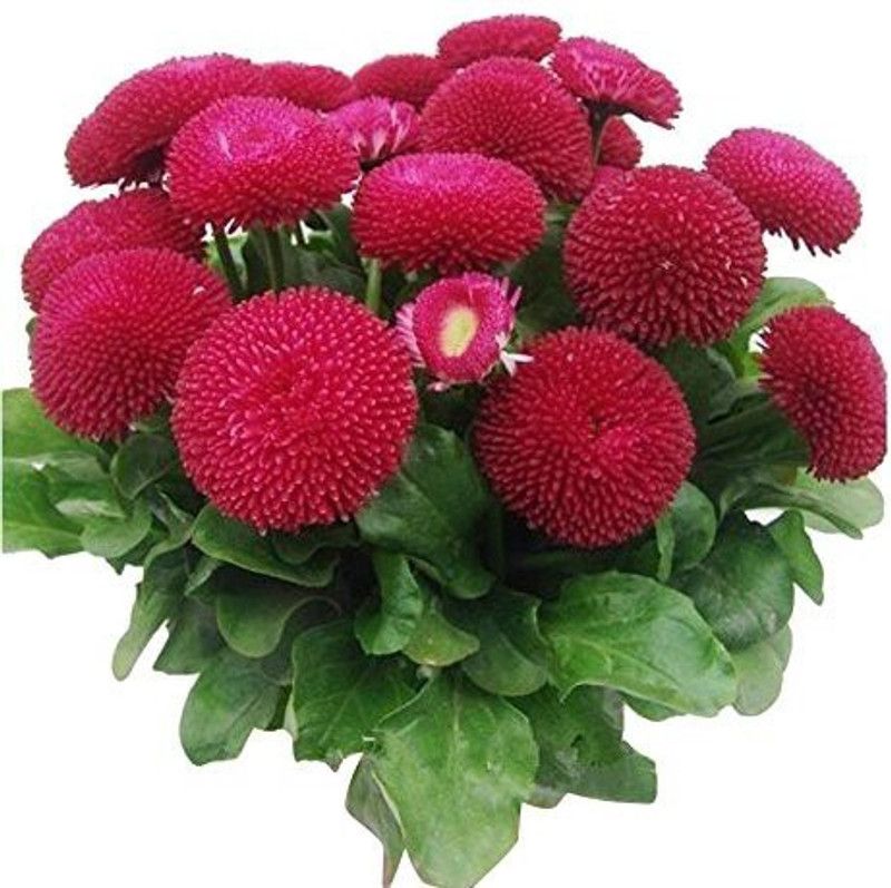 CYBEXIS Rare Strawberry ice cream little daisy seeds Seed  (1 g)