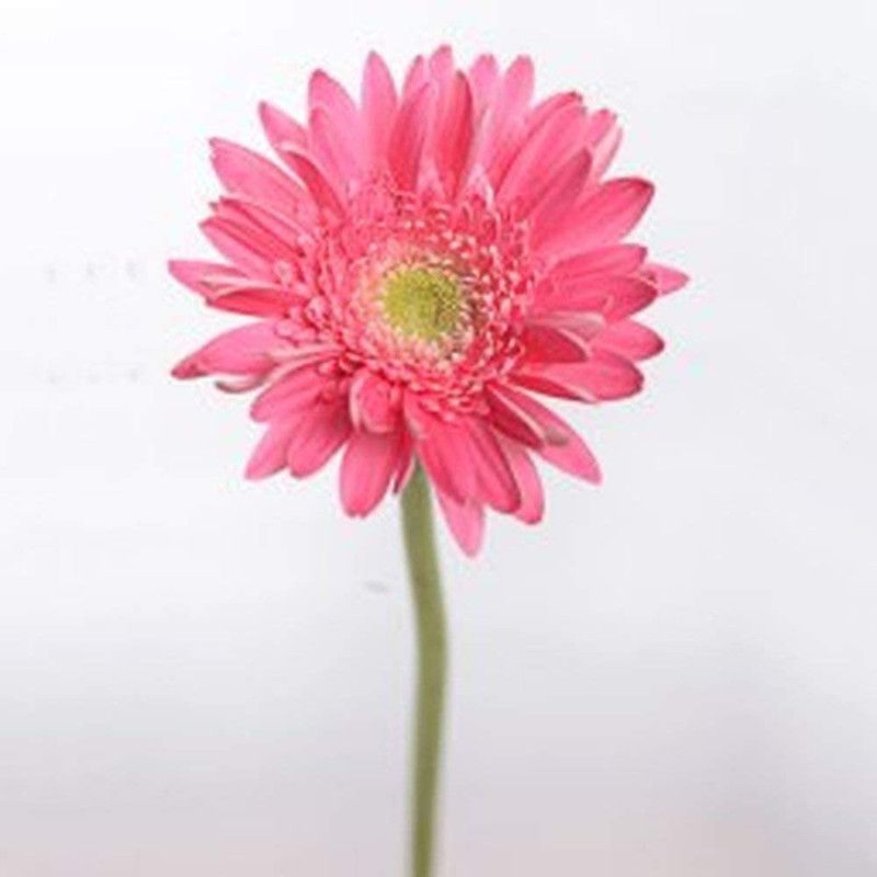 CYBEXIS Rare Pink Chrysanthemum Seeds Seed  (25 per packet)