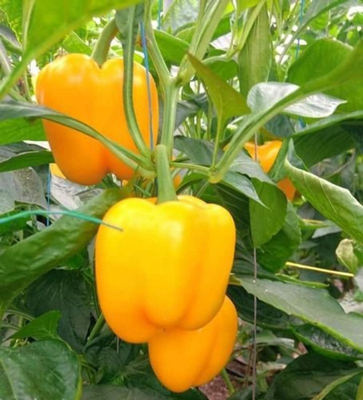 Xesas Capsicum Yellow Seed  (30 per packet)