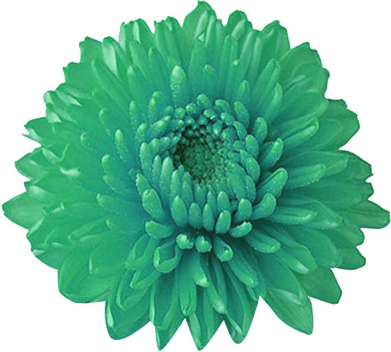Futaba Miracle Daisy Chrysanthemum - Teal - 100 Pcs Seed  (100 per packet)