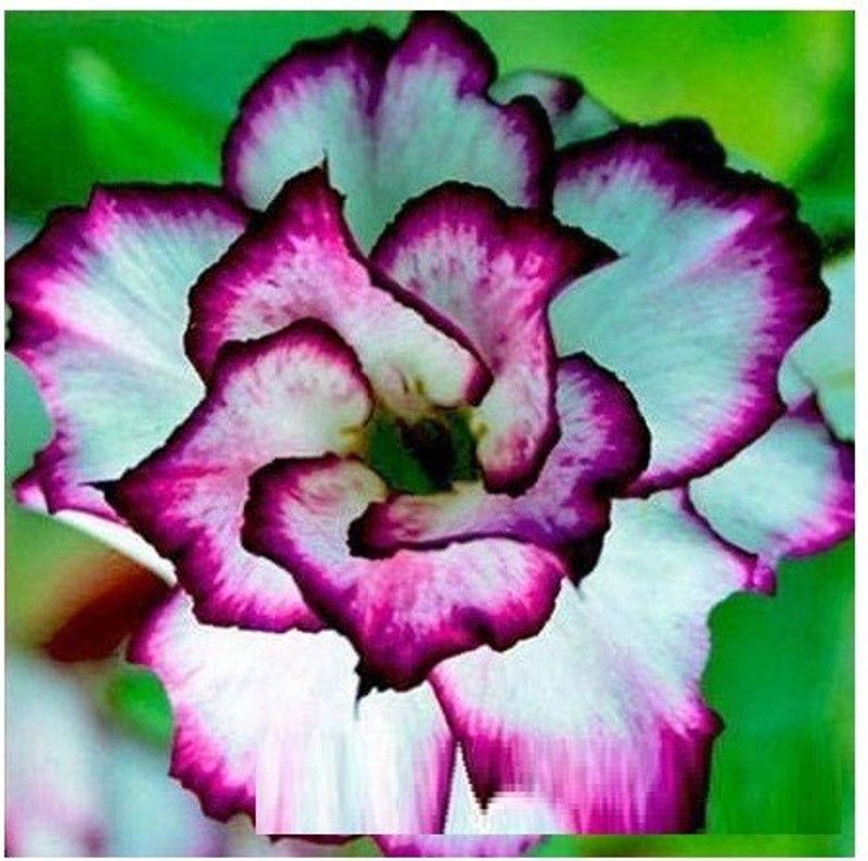 VibeX ® VMR-719 Adenium(Desert Rose)Seeds Seed  (30 per packet)