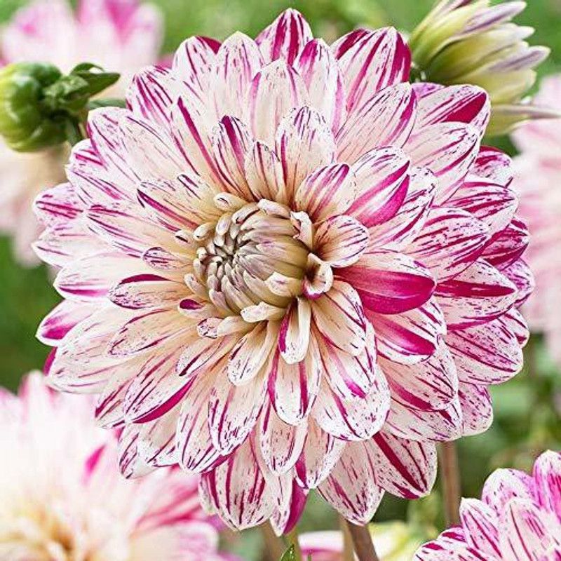 KANAYA Dahlia Double Figaro Mix Seed  (95 per packet)