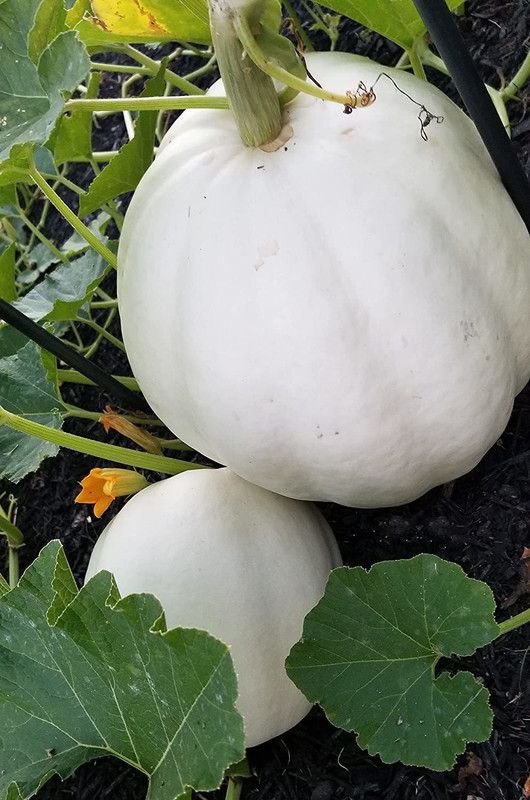 WILLVINE NBIR-644 Lumina Ghost Polar Bear Pumpkins Squash Seed  (50 per packet)