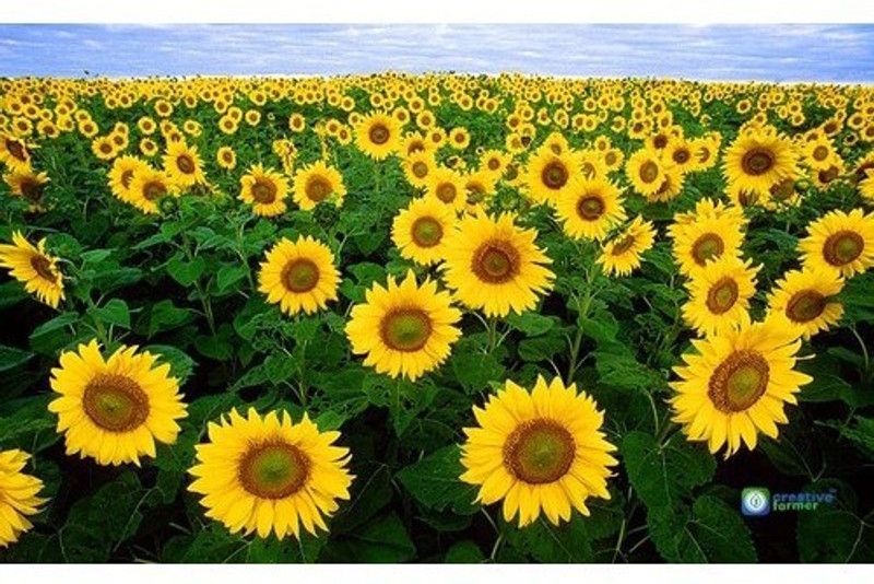 Paudha Sunflower Miniature Seed  (50 per packet)