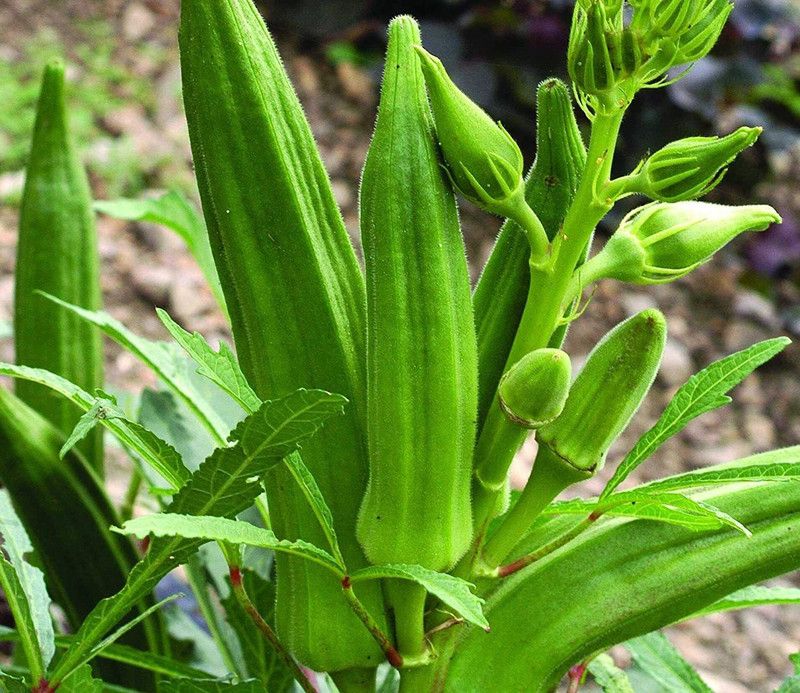 MKR Enterprises Bhindi Seed  (570 per packet)