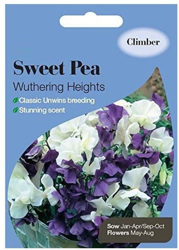 CYBEXIS F1 Hybrid Sweet Pea Wuthering Heights Seed  (50 per packet)