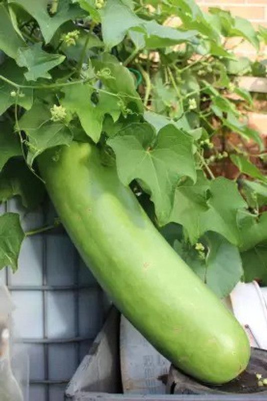 Chalisa Bottle Gourd, Lauki, Kaddu Seed  (64 per packet)
