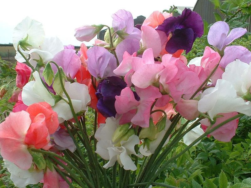 ENINE Peas Seed  (500 per packet)