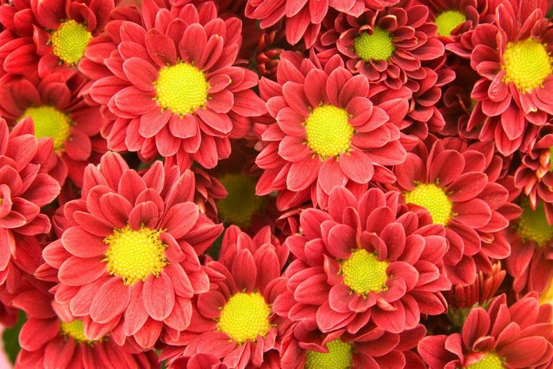 Mozette Chrysanthemum flower Seed  (27 per packet)