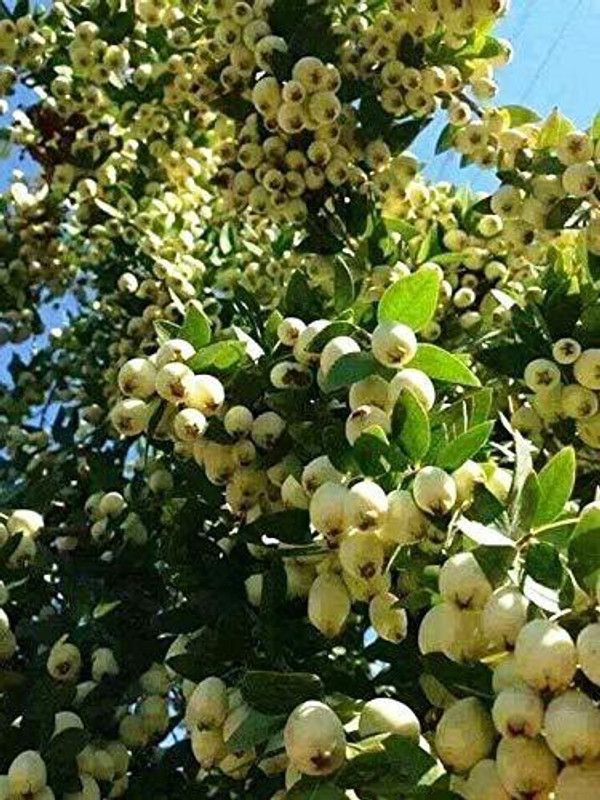 Zomoloco Guava Plant  (Hybrid, Pack of 1)