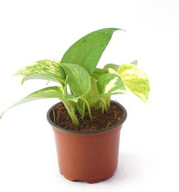 hd interio Money Plant  (Hybrid, Pack of 1)