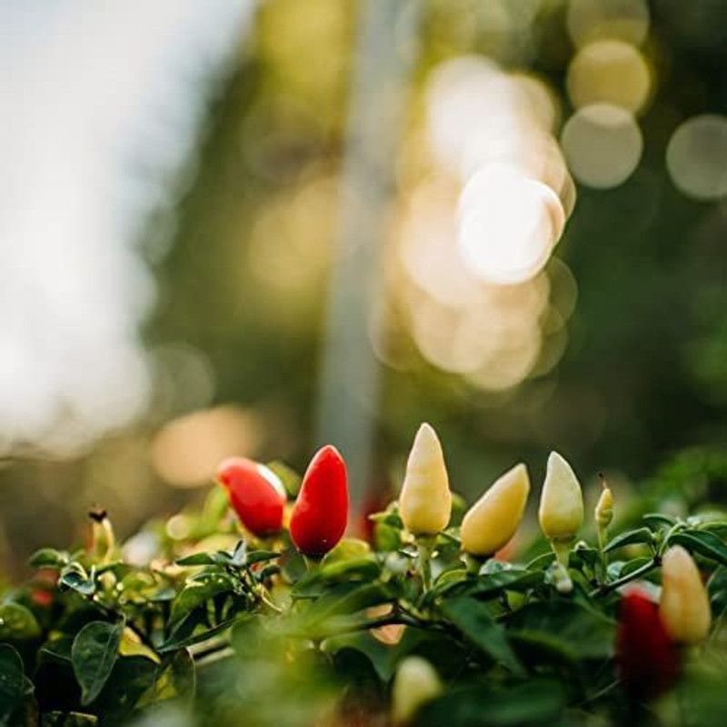 WILLVINE ATS-856 Prairie Fire Chilli Pepper Seeds Seed  (200 per packet)