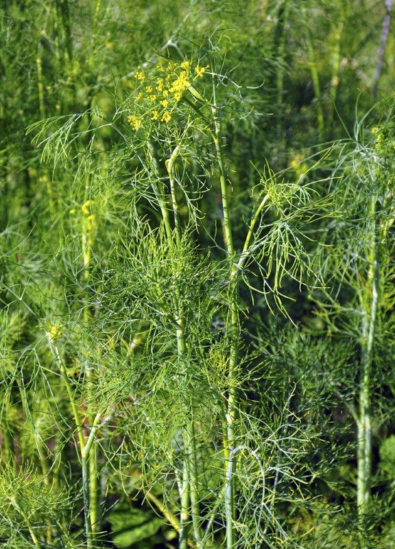 seedagro Dill soya leaves Seed  (295 per packet)