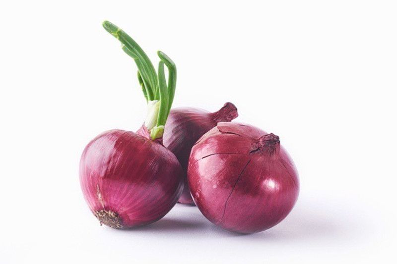 XOLDA Organic Onion Plant Seed  (53 per packet)