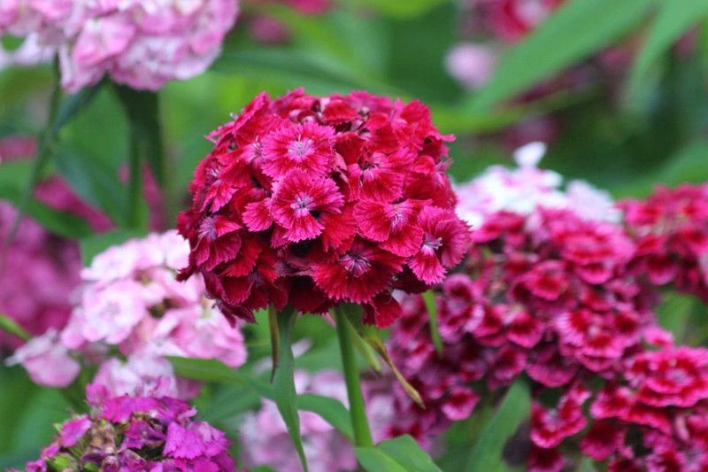 Mozette Exotic sweet william Seed  (40 per packet)