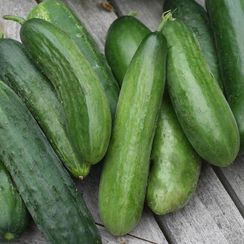 XOLDA Organic Cucumber Seed  (92 per packet)