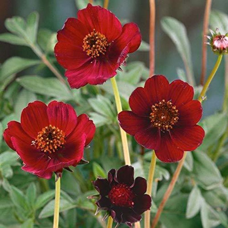 KANAYA Cosmos Orange Seeds Seed  (24 per packet)