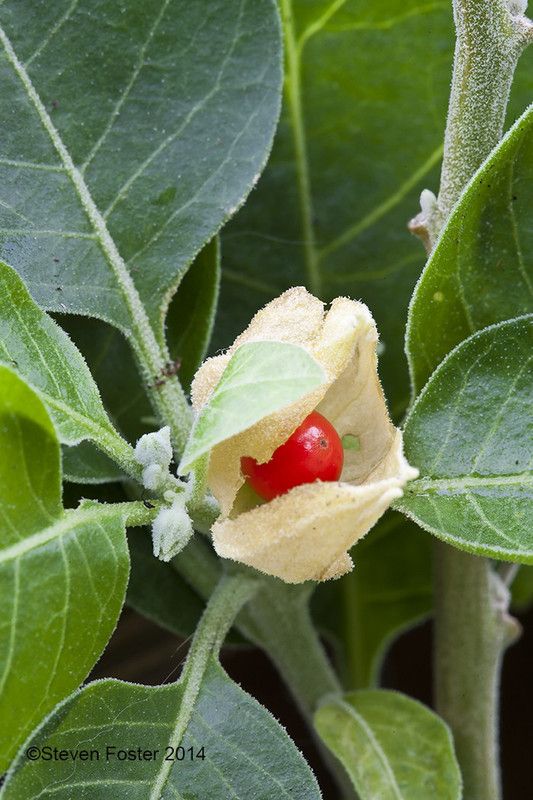 Paudha Ashwagandha Seed  (16 per packet)