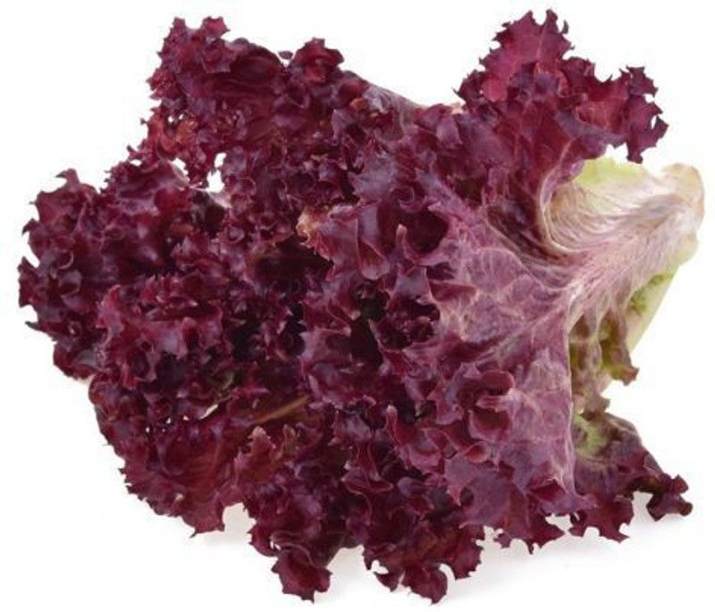 XOLDA RedLettuce Vegetable Seed  (45 per packet)